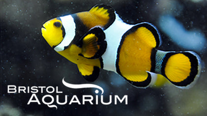 Win an underwater treat for the family!