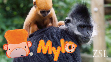ZSL Animal Conservation: Milo the Monkey SnooziHedz